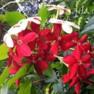 1 Quart plant - Combretum indicum -Ragoon Creeper - Drunken Sailor    #GRGV20