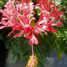 1 Pint Plant - Hibiscus schizopetalus Chinese Lanterns Waltzing Ladies    #GRGV20