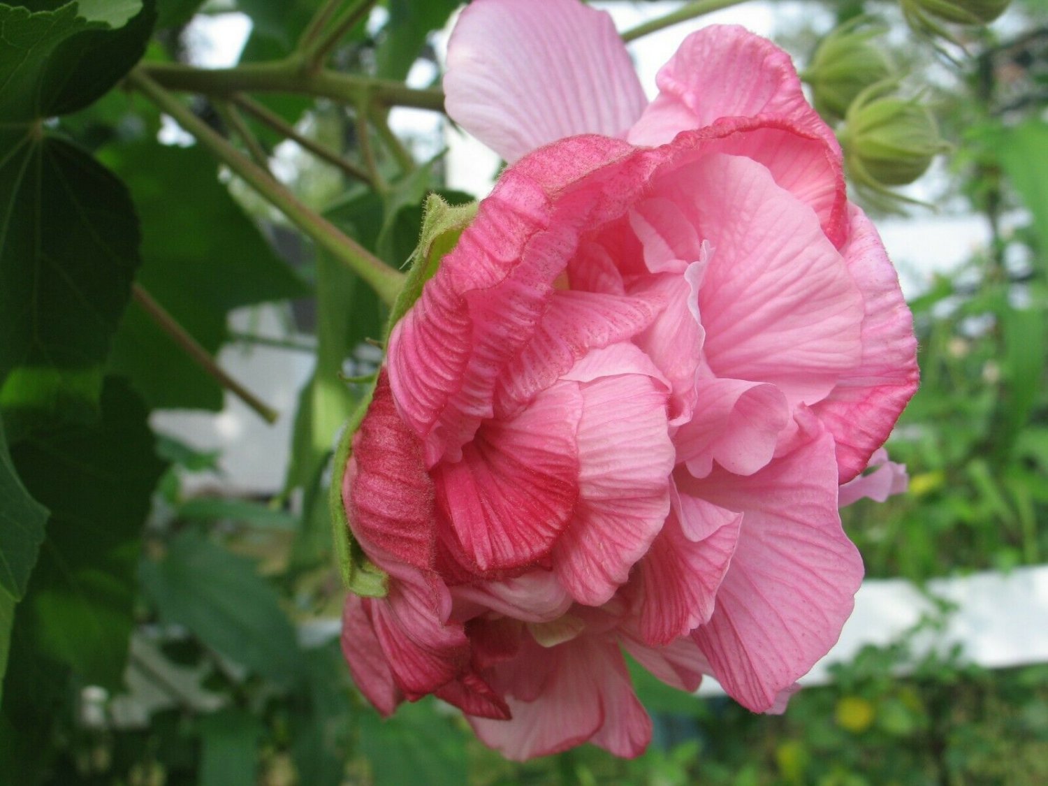 1 Quart Plant - Hibiscus mutabilis Cotton Rose Double multicolor    #GRGV20