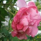 1 Quart Plant - Hibiscus mutabilis Cotton Rose Double multicolor    #GRGV20