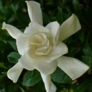 1 Quart Plant - Gardenia jasminoides Frostproof      #GRGV20