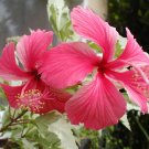 1 Quart Plant - Hibiscus Hot Pink variegated Snow Queen rare   #GRGV20