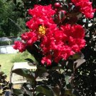 1 Pint Plant - Crepe Myrtle Ebony Diamond Red Fire Lagerstroemia     #GRGV20