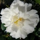 1 Quart Plant - Camellia sasanqua mine no yuki       #GRGV20