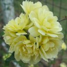 1 Pint Plant - Lady Banks Rosa banksiae double yellow    #GRGV20