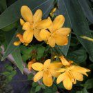 1 Pint Plant - Hello Yellow Belamcanda chinensis Blackberry Lily       #GRGV20