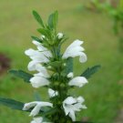 1 Quart Plant - Leonotis leonurus Alba White Lionstail        #GRGV20