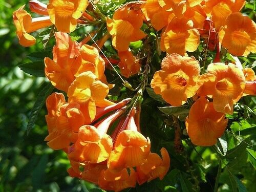 1 Live Plant - Tecoma stans hybrid Orange Jubilee   Pint Plant     #GRGV20