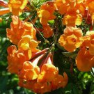 1 Live Plant - Tecoma stans hybrid Orange Jubilee   Pint Plant     #GRGV20