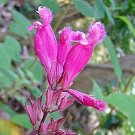 1 Plant - Salvia involucrata - Rosebud sage - Quart Plant #GRGV20