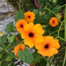 1 Pint Plant - Thunbergia alata Superstar Orange   #GRGV20