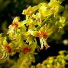 1 Quart Plant  - Koelreuteria bipinnata Chinese Golden Rain tree    #GRGV20