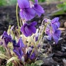 1 Live Plant - Viola mandschurica Fuji Dawn variegated - Quart Plant     #GRGV20
