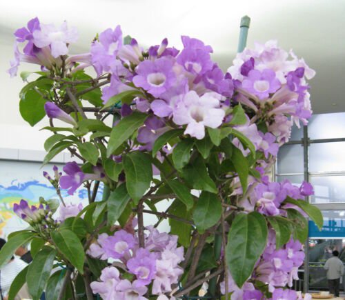 1 Pint Plant - Garlic Vine Cydista aequinoctialis Mansoa alliacea  #GRGV20