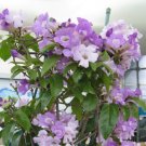 1 Pint Plant - Garlic Vine Cydista aequinoctialis Mansoa alliacea  #GRGV20