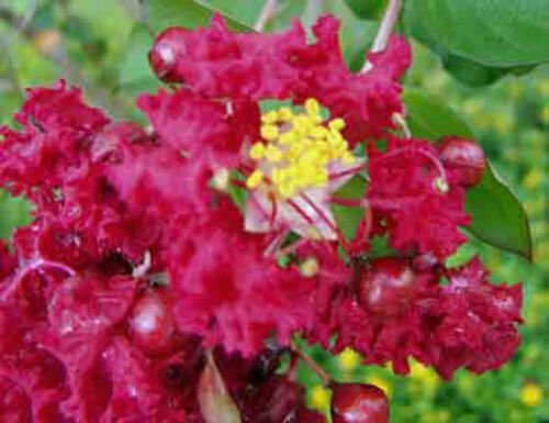 1 Plant - Myrtle Dynamite Red- Pint Plant   #GRGV20
