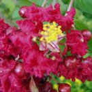 1 Plant - Myrtle Dynamite Red- Pint Plant   #GRGV20