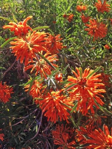1 Quart Plant - Leonotis leonurus or Lionstail     #GRGV20