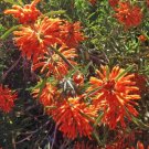 1 Quart Plant - Leonotis leonurus or Lionstail     #GRGV20