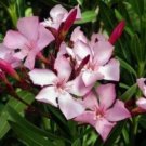 1 Pint Plant - Nerium oleander Pink Color Nanum       #GRGV20