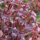 1 Pint Plant - Berberis atropurpurea Rosy Glow    #GRGV20