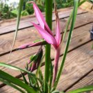 1 Live Plant  -  Billbergia nutans Queen's Tears - Pint Plant    #GRGV20