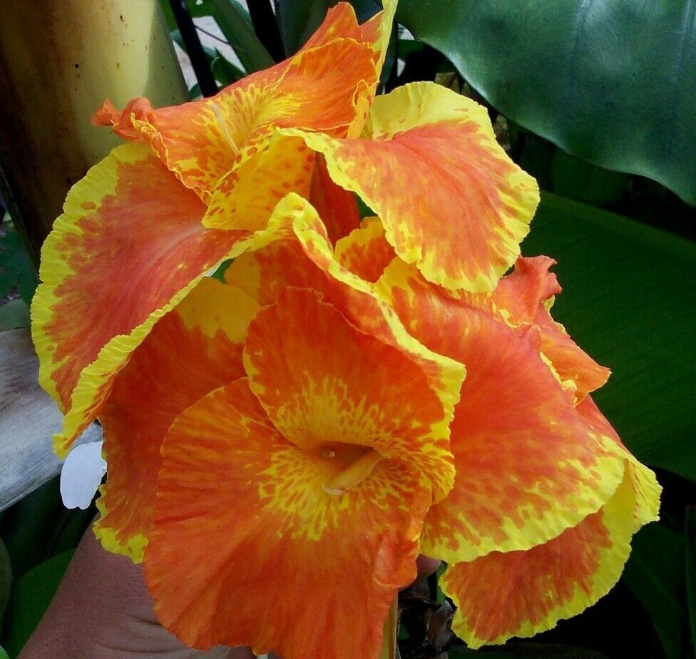 1 Quart Plant - Canna Lily Florence Vaughan  #GRGV20