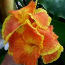 1 Quart Plant - Canna Lily Florence Vaughan  #GRGV20