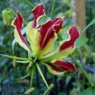 1 Pint plant - Gloriosa superba rothschildiana Glory Lily   #GRGV20