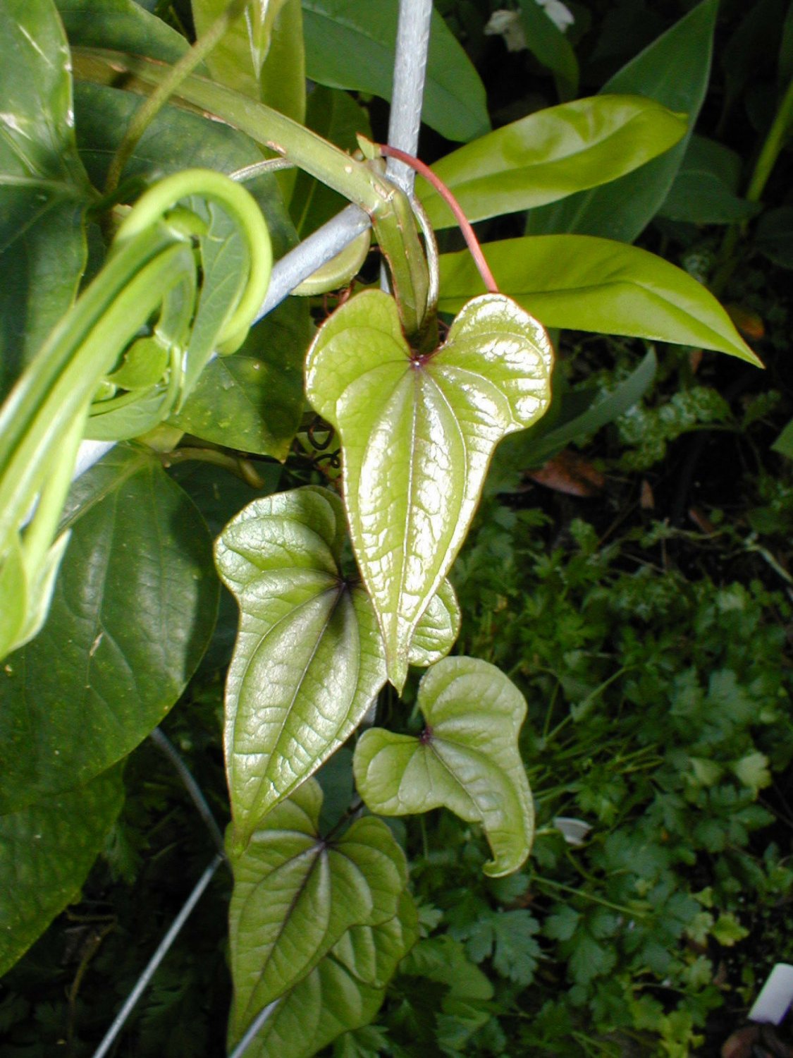 1 Starter Live Plant - Dioscorea batatas Cinnamon Vine    #GRGV20