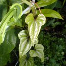 1 Starter Live Plant - Dioscorea batatas Cinnamon Vine    #GRGV20