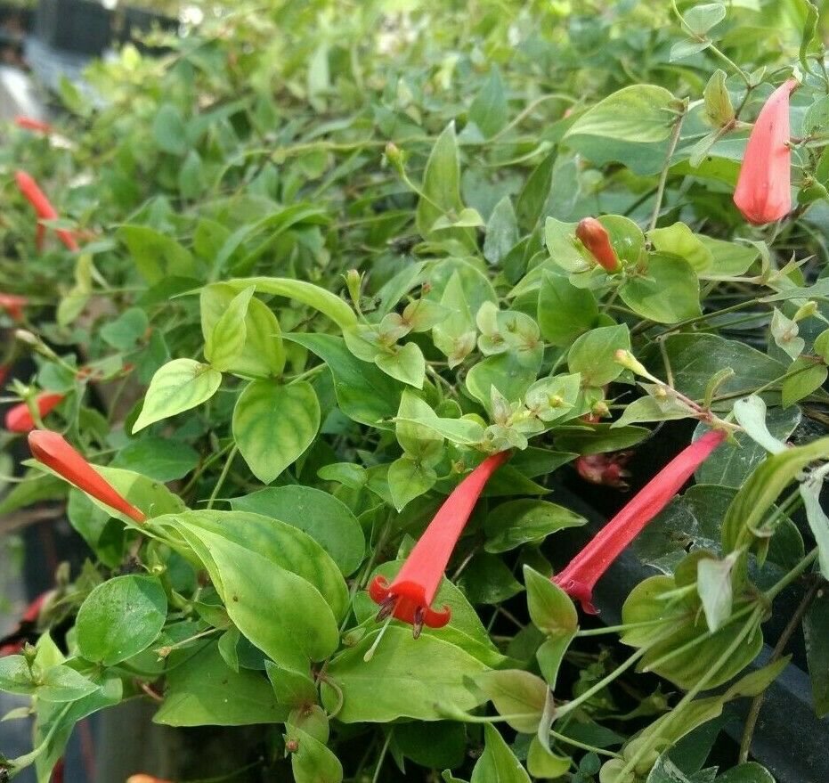 1 Starter live Plant cordifolia Brazilian Firecracker Vine 
