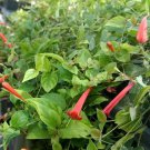 1 Starter live Plant - Manettia cordifolia Brazilian Firecracker Vine    #GRGV20