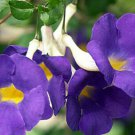 1 Quart Plant - Thunbergia erecta Kings mantle Bush Clock  #GRGV20