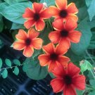 1 Pint Plant - Thunbergia alata Tangerine Slice A Peel    #GRGV20