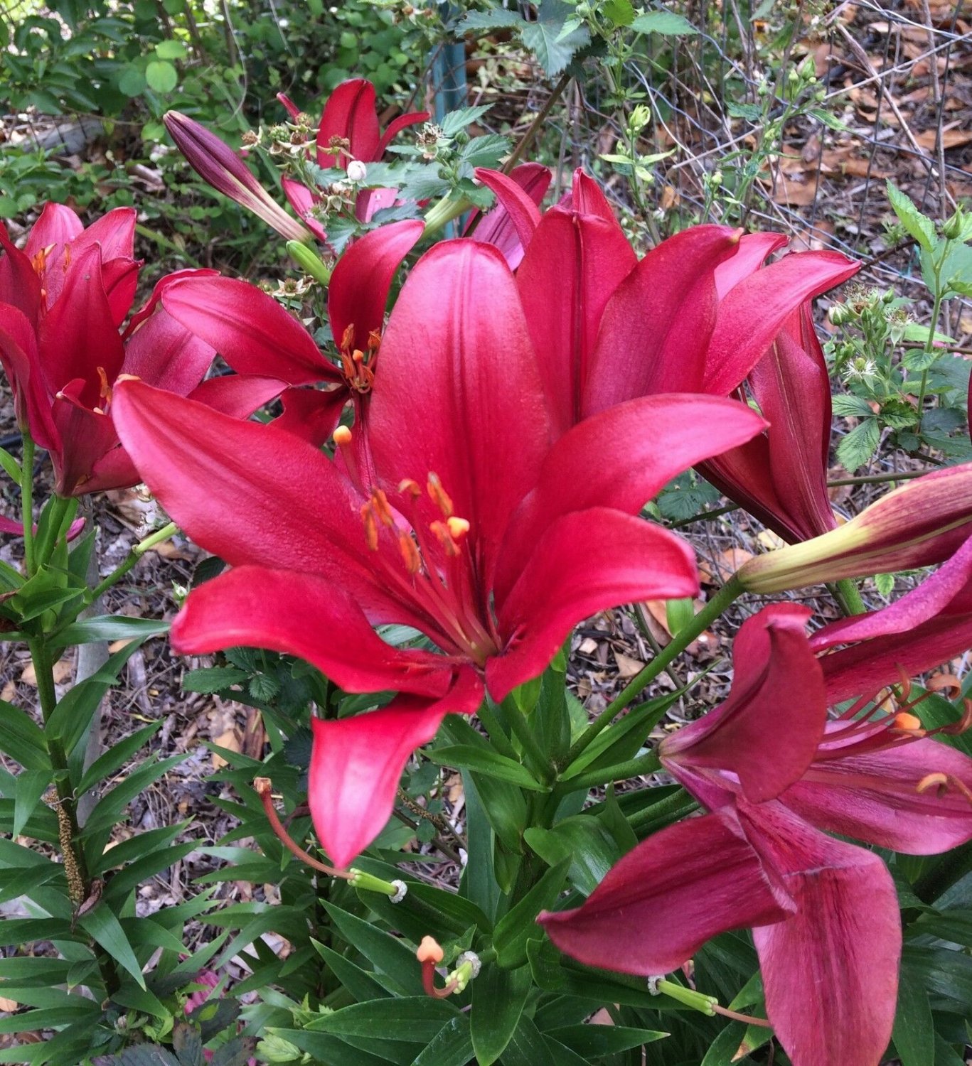 1 Quart Plant Lonlorum Asiatic Hybrid Lily Red Alert Grgv20