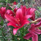 1 Quart Plant - Longiflorum Asiatic Hybrid Lily Red Alert   #GRGV20