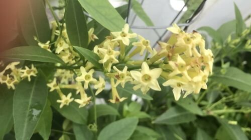 1 Pint Plant - Cestrum parqui Green Cestrum hardy willowleaved jasmine    #GRGV20