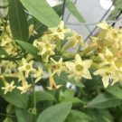 1 Pint Plant - Cestrum parqui Green Cestrum hardy willowleaved jasmine    #GRGV20