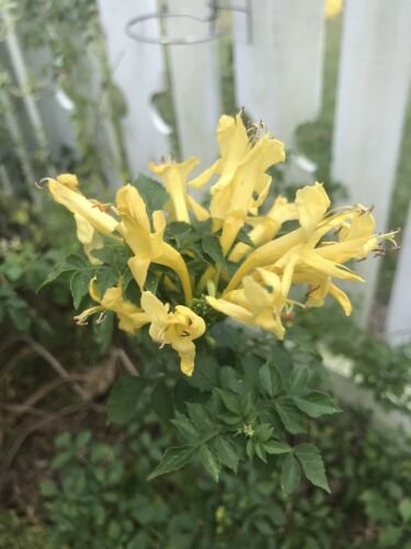 1  Quart Plant - Tecomaria capensis Lutea Yellow Cape Honeysuckle   #GRGV20