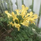 1  Quart Plant - Tecomaria capensis Lutea Yellow Cape Honeysuckle   #GRGV20