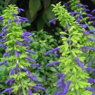 1 Pint Plant - Salvia mexicana Limelight     #GRGV20