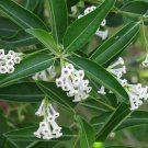 1 Pint Plant - Cestrum diurnum White Chocolate Jasmine    #GRGV20