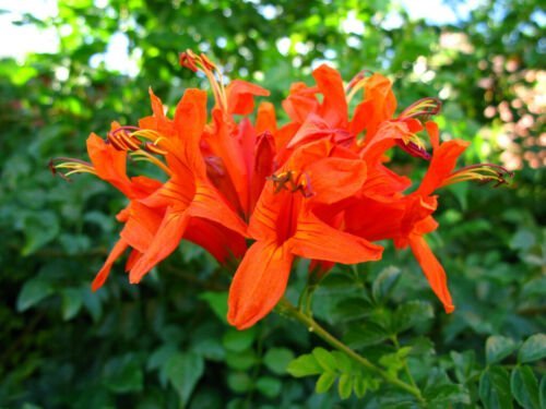 1 Starter Plant - Tecomaria Capensis Cape Honeysuckle    #GRGV20