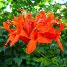 1 Starter Plant - Tecomaria Capensis Cape Honeysuckle    #GRGV20