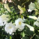 1 Pint Plant - Pandorea jasminoides  Lady Di Rare White Bower Vine    #GRGV20