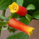 1 Starter Plant - Manettia lutearubra Candy Corn Vine    #GRGV20