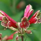1 Pint plant - Alstroemeria psittacina Parrot Lily     #GRGV20