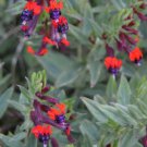 10 seeds Cuphea lanceolata Cigar Flower Plant