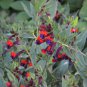 10 seeds Cuphea lanceolata Cigar Flower Plant